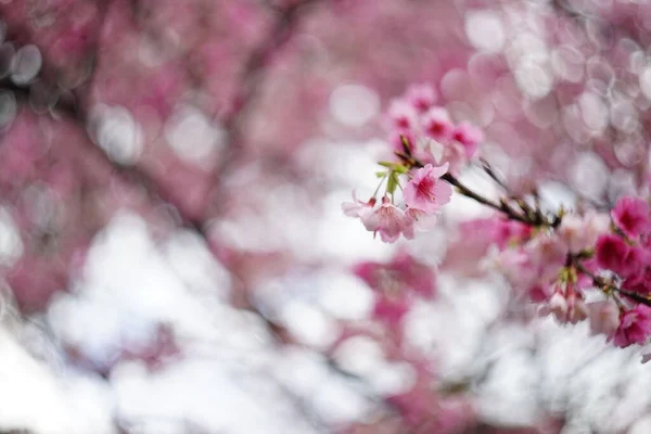 Focus Mooie Sakura Bloemen Roze Kersenbloesems Tijdens Het Voorjaar — Stockfoto