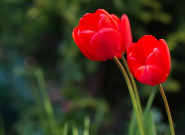 Όμορφες Κόκκινες Τουλίπες Στον Κήπο — Φωτογραφία Αρχείου