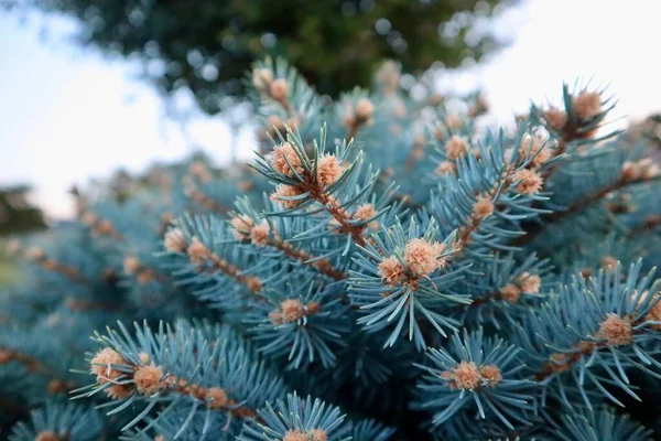 Eine Schöne Nahaufnahme Von Nadeln Fichte Kiefernbaum Perfekt Für Hintergrund — Stockfoto