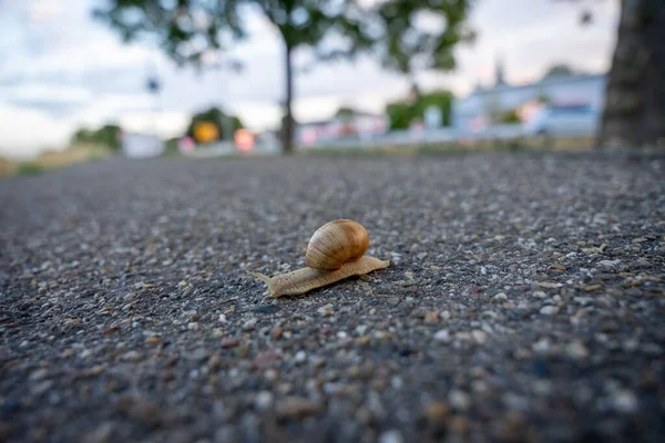 一只蜗牛在地上爬行的特写镜头 — 图库照片