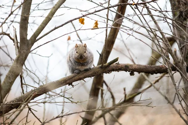 Gros Plan Mignon Écureuil Sur Arbre — Photo