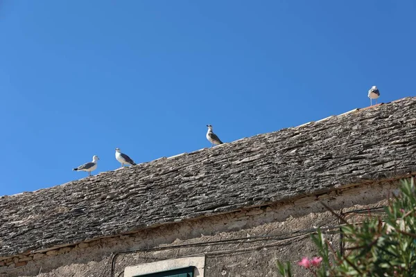 Eine Gruppe Möwen Auf Dem Dach Eines Alten Steingebäudes — Stockfoto