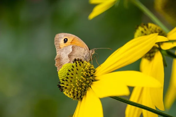 一只梅朵褐色蝴蝶坐在一朵鲜亮的黄色野花上的宏观照片 — 图库照片
