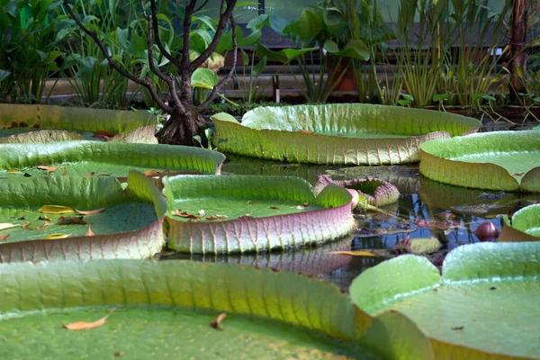 Große Seerosen Gegen Tropische Pflanzen Botanischen Garten Von Halle Der — Stockfoto