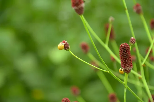 stock image A closeup shot of Sanguisorba officinalis flowers