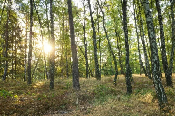 Une Vue Panoramique Des Arbres Forestiers Avec Lumière Soleil Arrière — Photo