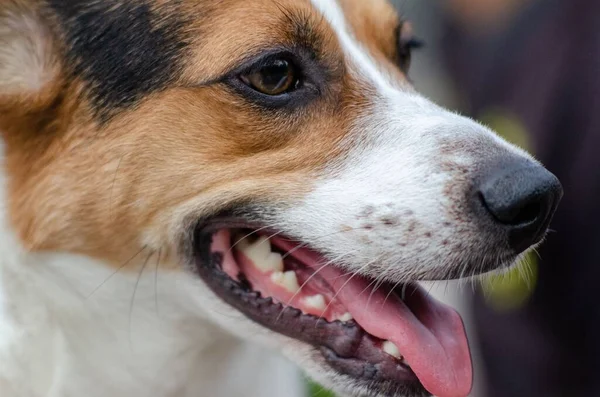 Egy Jack Russell Terrier Közelkép Nyelvével — Stock Fotó