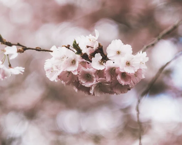 Eine Nahaufnahme Der Schönen Kirschblüten Vor Dem Verschwommenen Hintergrund — Stockfoto