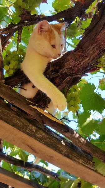 Mały Turecki Van Kot Drzewie — Zdjęcie stockowe