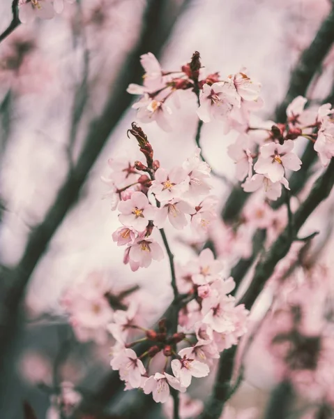 Güzel Kiraz Çiçeklerinin Dikey Yakın Planı Bulanık Arkaplanda — Stok fotoğraf