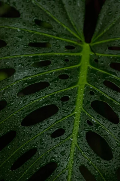 Eine Vertikale Aufnahme Von Wassertropfen Auf Eine Monstera Pflanze Mit — Stockfoto