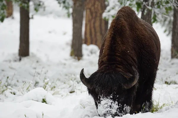 Plains Bison Looking Food Snow Stock Picture
