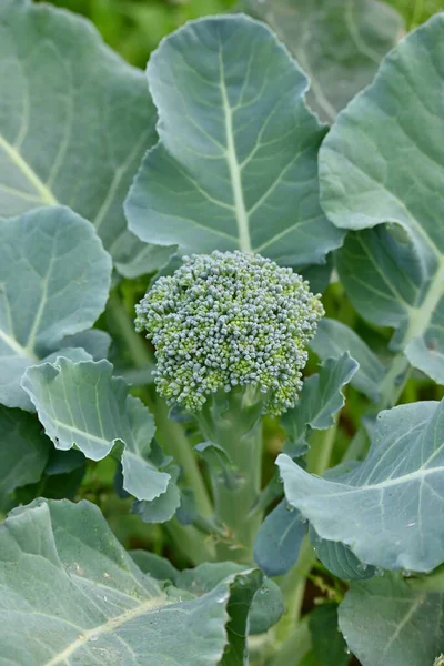 Vertical Shot Broccoli Bush — Stock Photo, Image