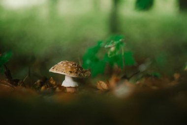 Ormanda büyüyen küçük bir mantar, seçici bir odak.