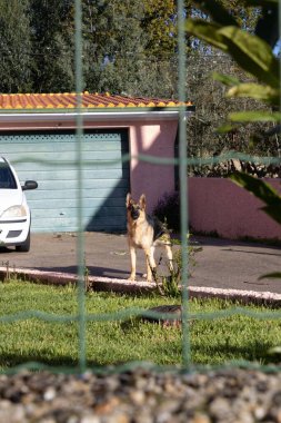 Kameraya bakan bir Alman çoban köpeğinin dikey uzak görüntüsü.