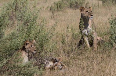 Kudretli Aslan avlanmaya hazır dişi aslanları izliyor.