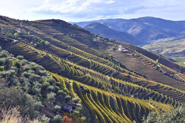 Dağların yakınındaki güzel bir ormanın havadan görünüşü.