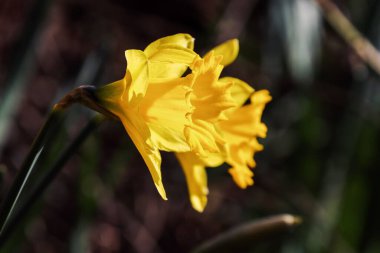 Bir nergisin yakın çekimi.