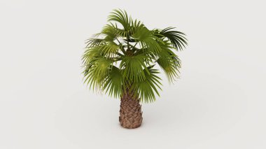 Beyaz arka planda palmiye ağaçlarının yakın plan çekimi