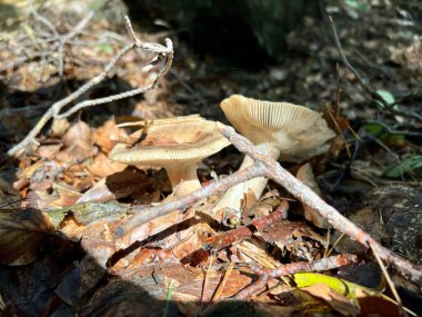 Ormanda yetişen safran sütlü mantarların (Lactarius deliciosus) yakın plan çekimi.