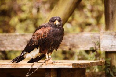 Hayvanat bahçesindeki ahşap bir iskeleye zincirlenmiş, geçmişi bulanık bir Harris 's Hawk' ın yakın çekimi.