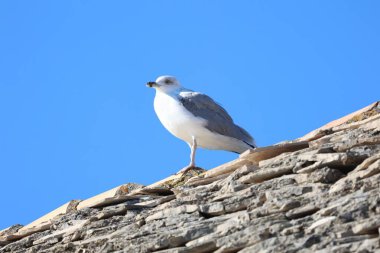 Avrupa ringa martısına yakın çekim, çatıdaki Larus Argentatus..