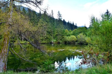 Ormandaki bir gölün manzarası.