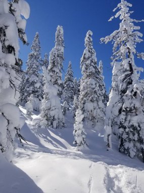Ormanda karla kaplı ağaçların güzel manzarası