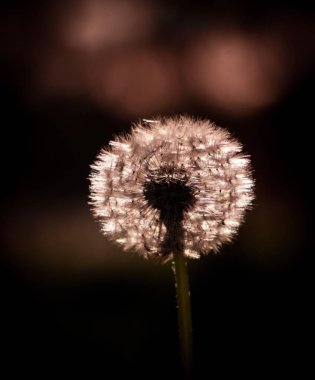 Bulanık bir arkaplanı olan beyaz bir karahindibanın yakın plan çekimi.