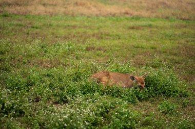 Tarlada uyuyan bir bebek geyiğin seçici odak noktası.