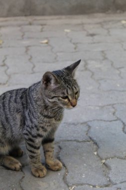 Şirin bir tekir kedinin dikey görüntüsü. Sokakta durup bir şeye bakıyor.