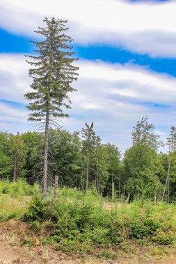 Mavi bulutlu gökyüzü ve güneş ışığı altında yeşillikle kaplı bir ormanın dikey görüntüsü.