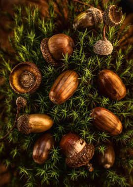 Koyu yeşil yapraklar üzerinde koyu kahverengi meşe palamudu ve bulanık bir arkaplan.