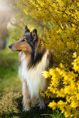 Etrafında çiçekler olan Rough Collie köpeğinin seçici bir odağı