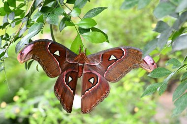 Bir Peacock-eye Herkül 'ün (Coscinocera hercules) bir ağaç yaprağının üzerinde dinlenirken yakın plan çekimi.