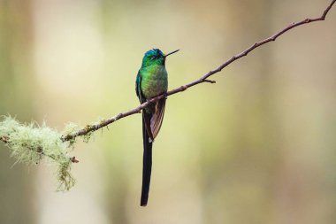 Bir ağaç dalına konmuş uzun kuyruklu bir hece.