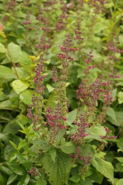 Çiçek açan Stachys Sylvatica çiçeklerine yakın çekim