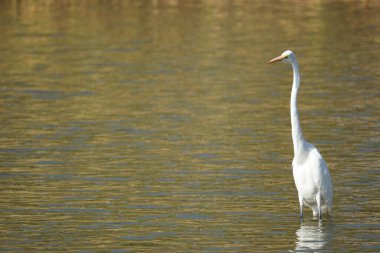 Nehirde bir Doğu Akbalıkçıl (Ardea alba modesta)