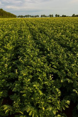 Yeşil bir tarladaki patates bitkilerinin dikey hali.