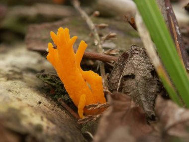 Büyüyen turuncu Calocera viscosa mantarına yakın çekim