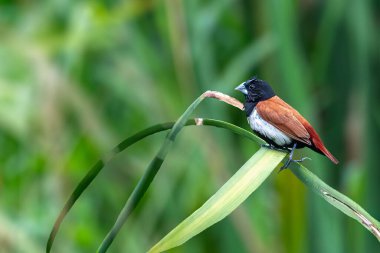 Üç renkli ispinoz kuşu tarlada yeşil bir bitki dalına tünemiş, arka planda bulanık.