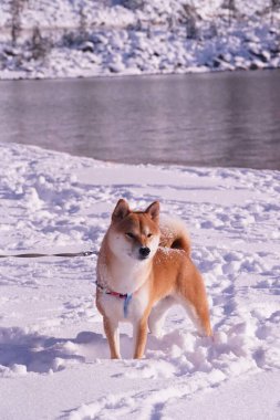 Güneşli bir günde gölün kenarında Shiba Inu köpeğinin dikey görüntüsü.