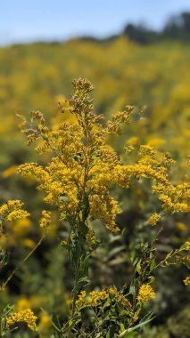 Solidago kanadensis çiçeklerinin dikey çekimi