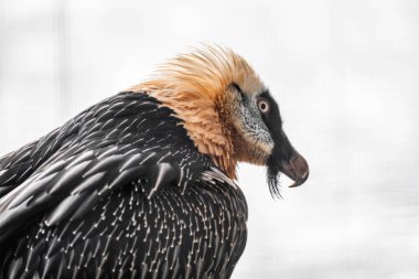 Sakallı bir akbabanın seçici odak noktası (Gypaetus barbatus)