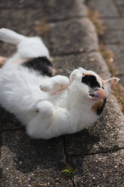 Sırtüstü uzanmış kahverengi gözlü bir kedi