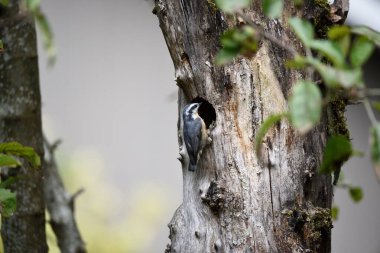 Ağaçta tünemiş kırmızı göğüslü bir şey..