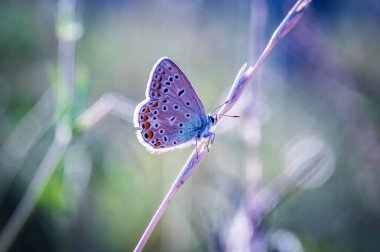 Bir bitkinin üzerindeki Polyommatus tersitelerinin seçici odak noktası.