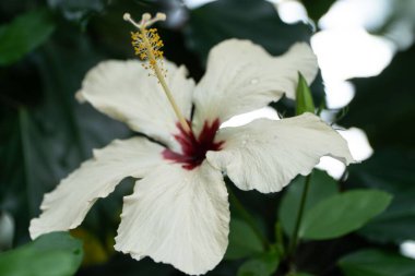 Bulanık arka planda beyaz bir Hibiscus (Hibiscus) 'un yakın çekimi