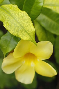 A vertical shot of a yellow allamanda cathartica flower covered in green leaves clipart