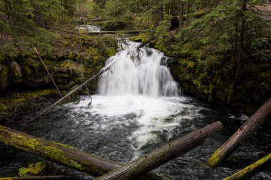 Oregon 'daki Clearwater Şelalesi, Umpqua Ulusal Ormanı.